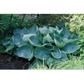 Хоста Hosta Abiqua Drinking Gourd